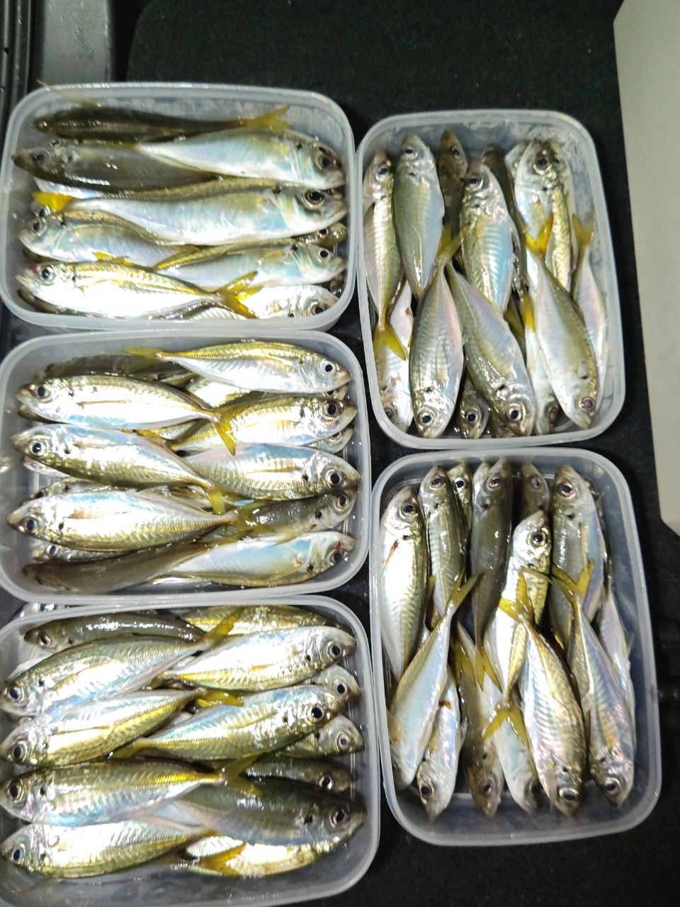 OLYMPIC 21コルト・プロトタイプ 21GCORPS-552UL-HSの最安値・インプレ