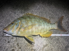 ハマフエフキの釣果