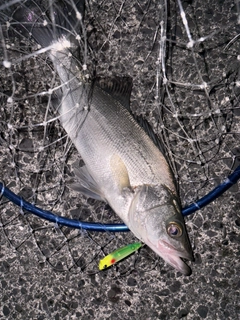 ヒラスズキの釣果
