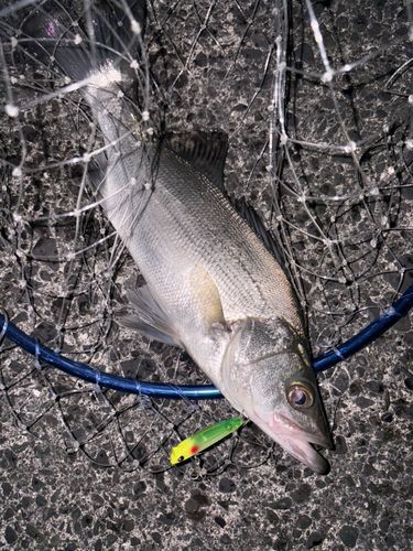 ヒラスズキの釣果