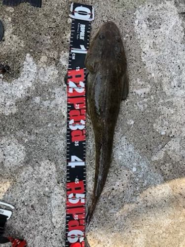 マゴチの釣果