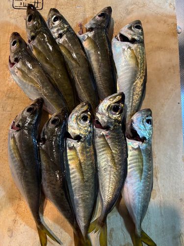 アジの釣果