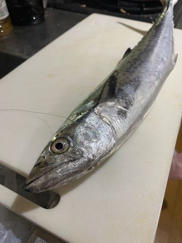 サゴシの釣果