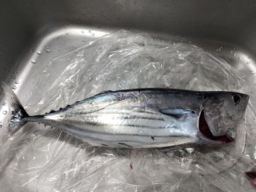 カツオの釣果