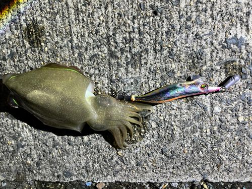 コウイカの釣果