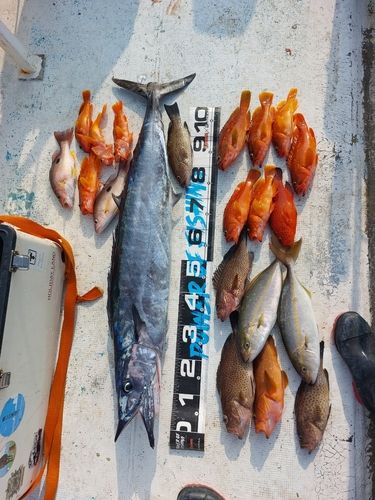 カマスサワラの釣果