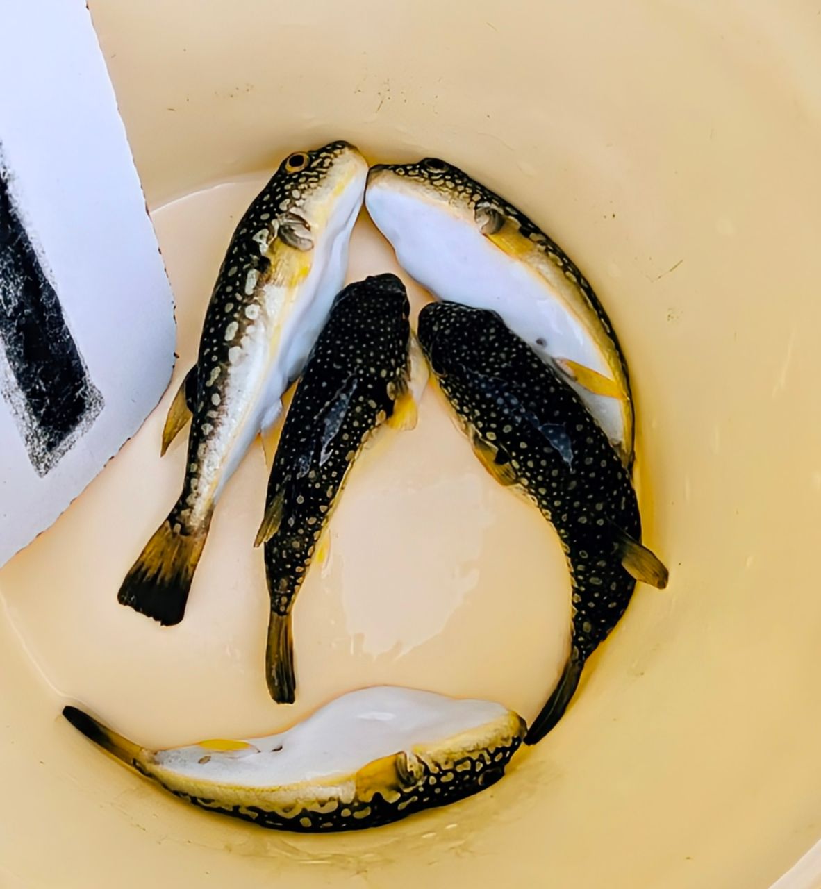 多摩野鯊太郎さんの釣果 1枚目の画像