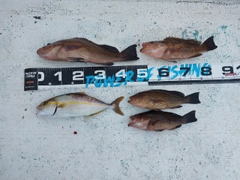 オオモンハタの釣果