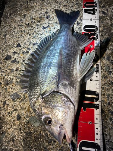 クロダイの釣果