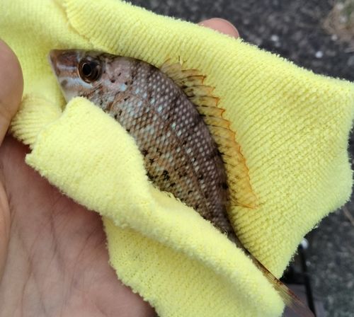 ハマフエフキの釣果