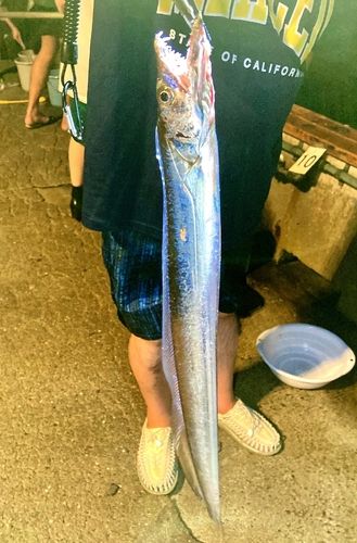 タチウオの釣果