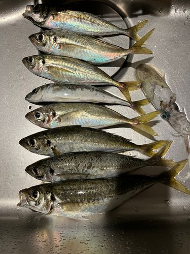 アジの釣果