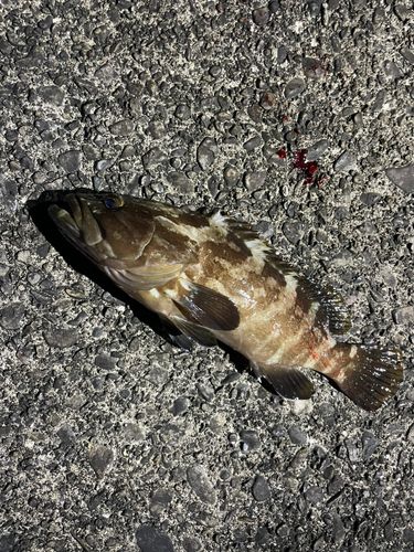 クエの釣果