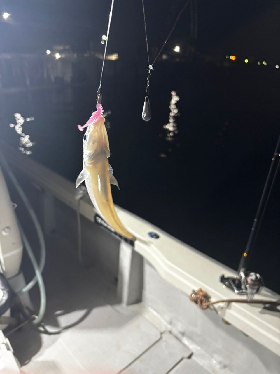 e.yさんの釣果 2枚目の画像