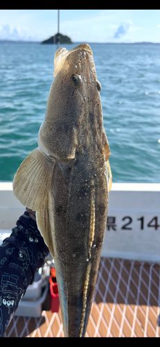 マゴチの釣果