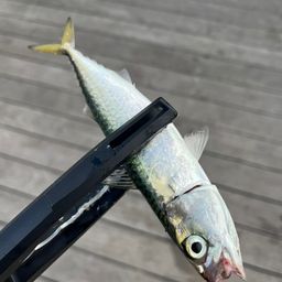 サバ