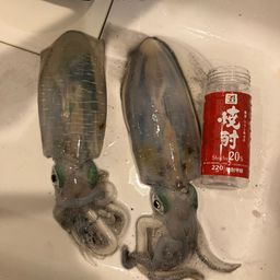 アオリイカ