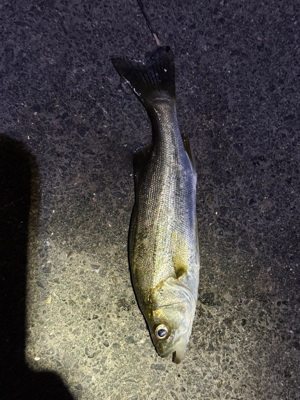 セイゴ（マルスズキ）