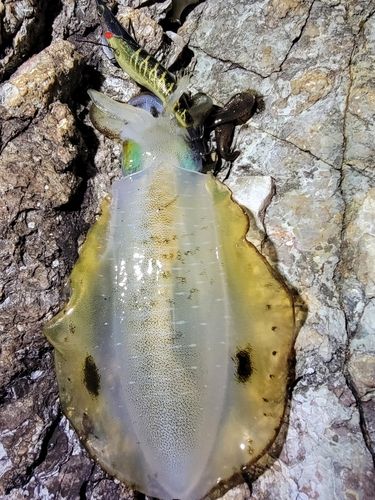 男鹿半島