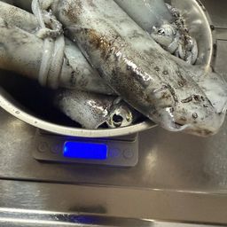 アオリイカ