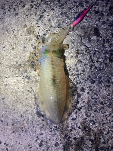 アオリイカの釣果