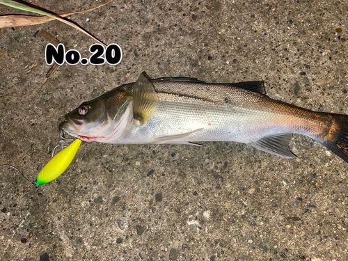 シーバスの釣果