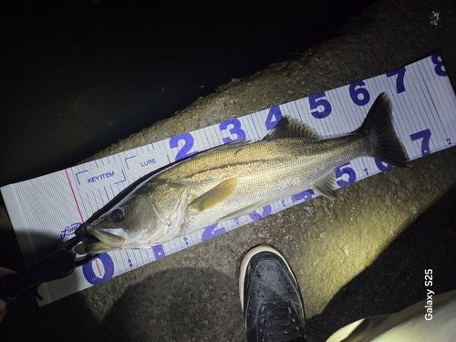 シーバスの釣果