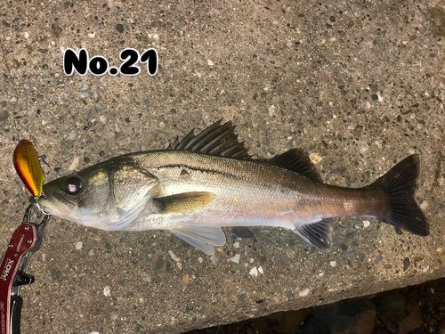 シーバスの釣果