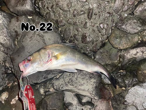 シーバスの釣果