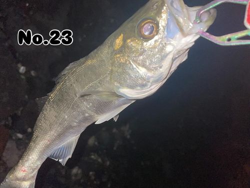 シーバスの釣果