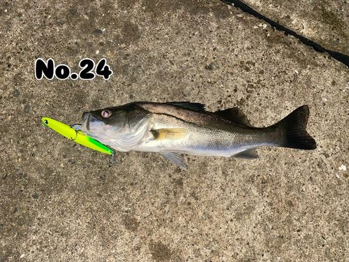 シーバスの釣果