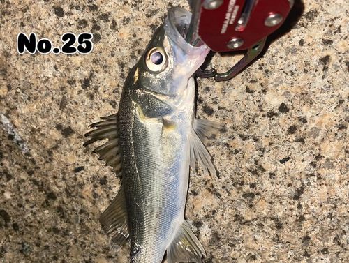 シーバスの釣果