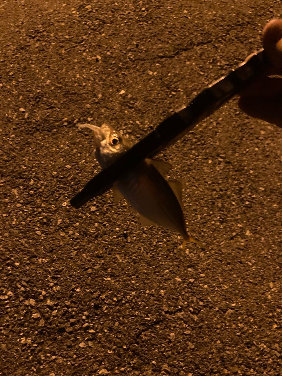 SHIMANO 21ソアレXR S48UL-Sの最安値・インプレ・釣果 | 本音の口コミ