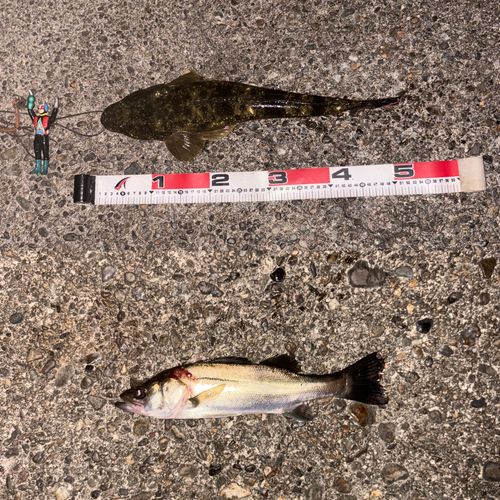 マゴチの釣果