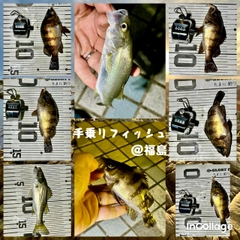 メバルの釣果