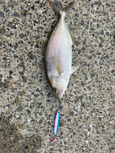 ネリゴの釣果