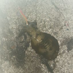 アオリイカ