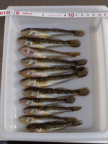マハゼの釣果
