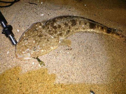 マゴチの釣果