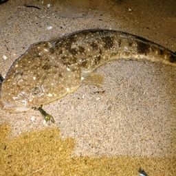 マゴチ