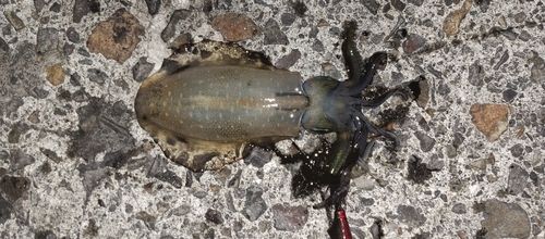 アオリイカの釣果