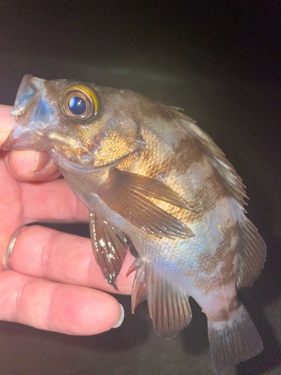 σσAPIA ブルートTP 77ML FINESSE やや傷や汚れあり σσAPIA ブルートTP 77ML FINESSE やや傷や汚れあり σσAPIA