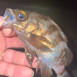 メバル
