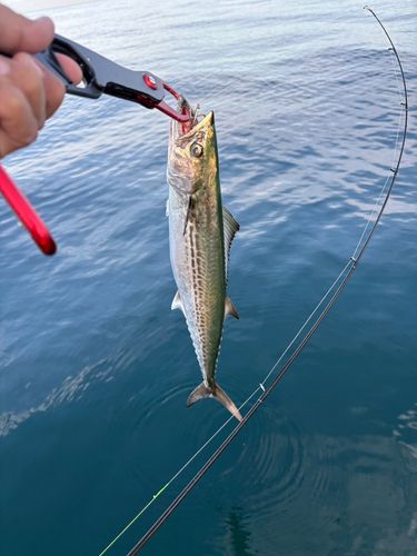 サゴシの釣果