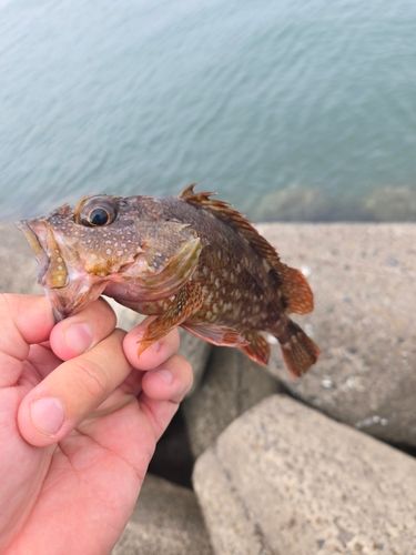 アラカブの釣果