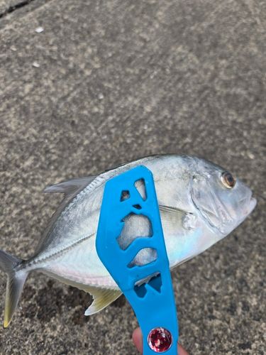メッキの釣果