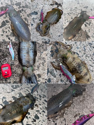 アオリイカの釣果