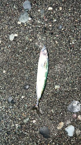 西湘サーフ