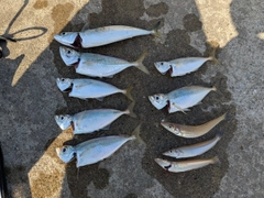 アジの釣果