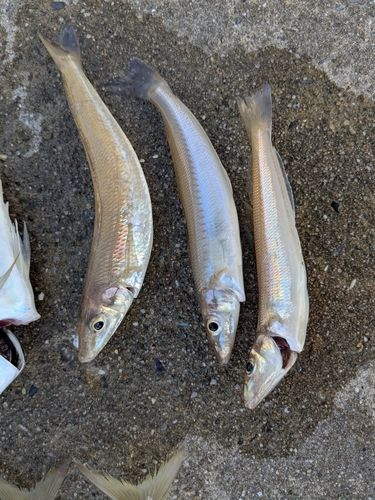 キスの釣果